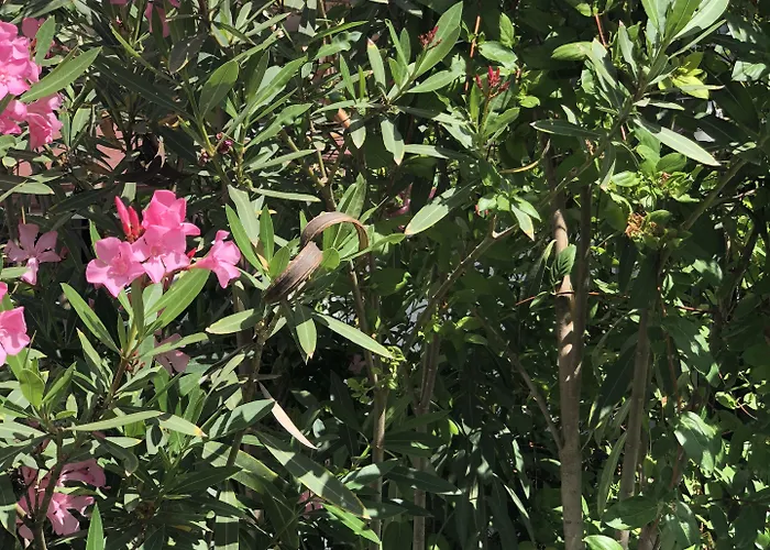 Kiraz Cicegi Butik * 阿奇亚卡