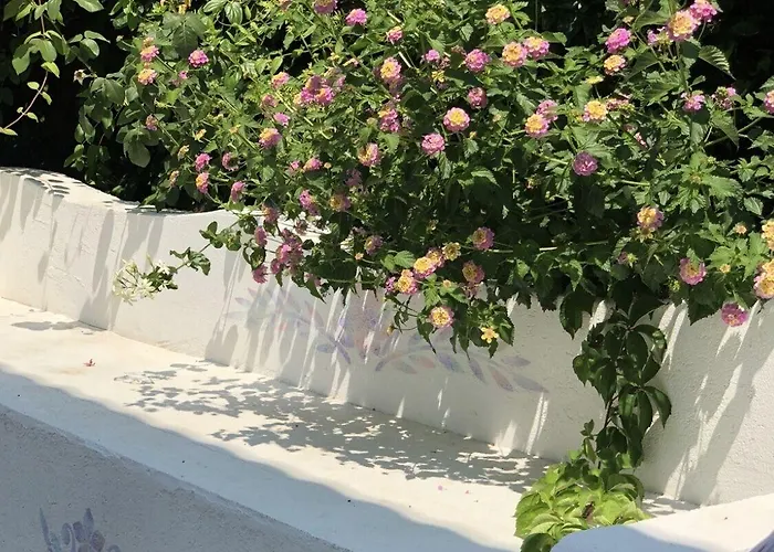 Kiraz Cicegi Butik * 阿奇亚卡