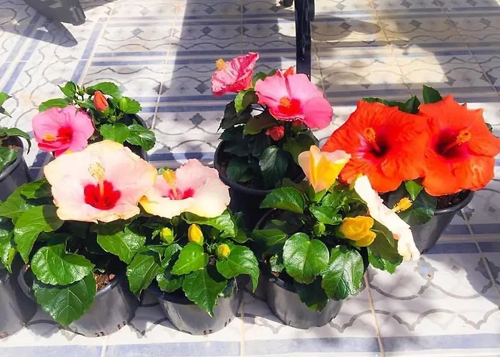 Kiraz Cicegi Butik 阿奇亚卡