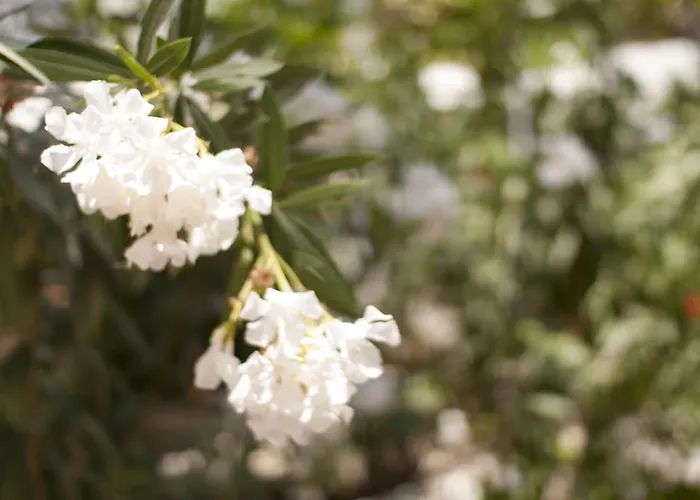 酒店 Kiraz Cicegi Butik 阿奇亚卡