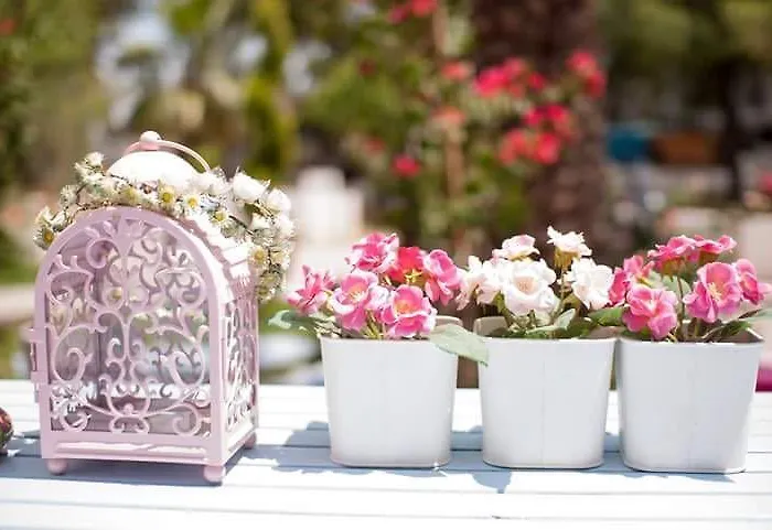 酒店 Kiraz Cicegi Butik 阿奇亚卡